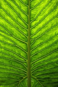 帕尔马主场不敌佛罗伦萨，遗憾失利